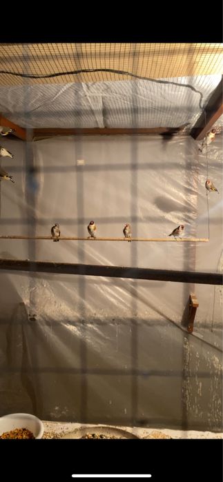 зеленушка и репел