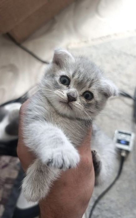 Скоттиш фолд продам