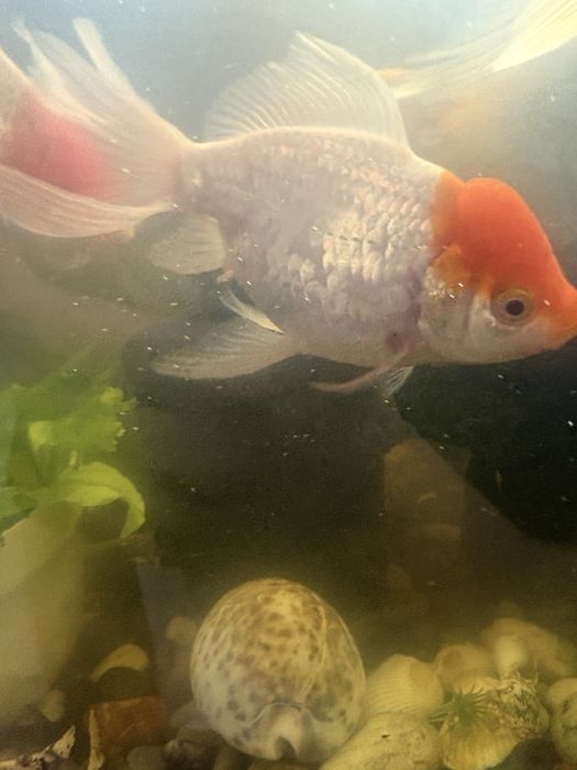 Золотая рыбка крыпные