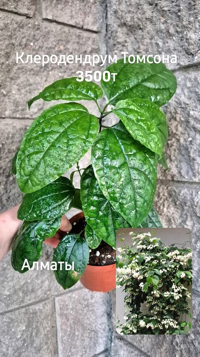 Комнатные растения