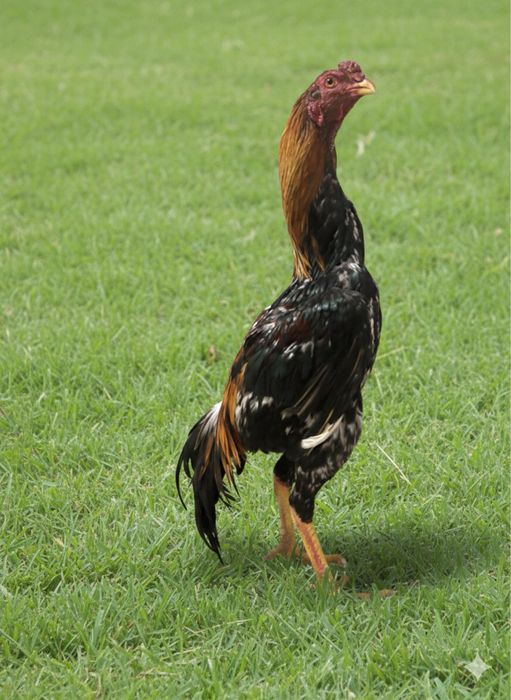 Апрельский Дакан кореец