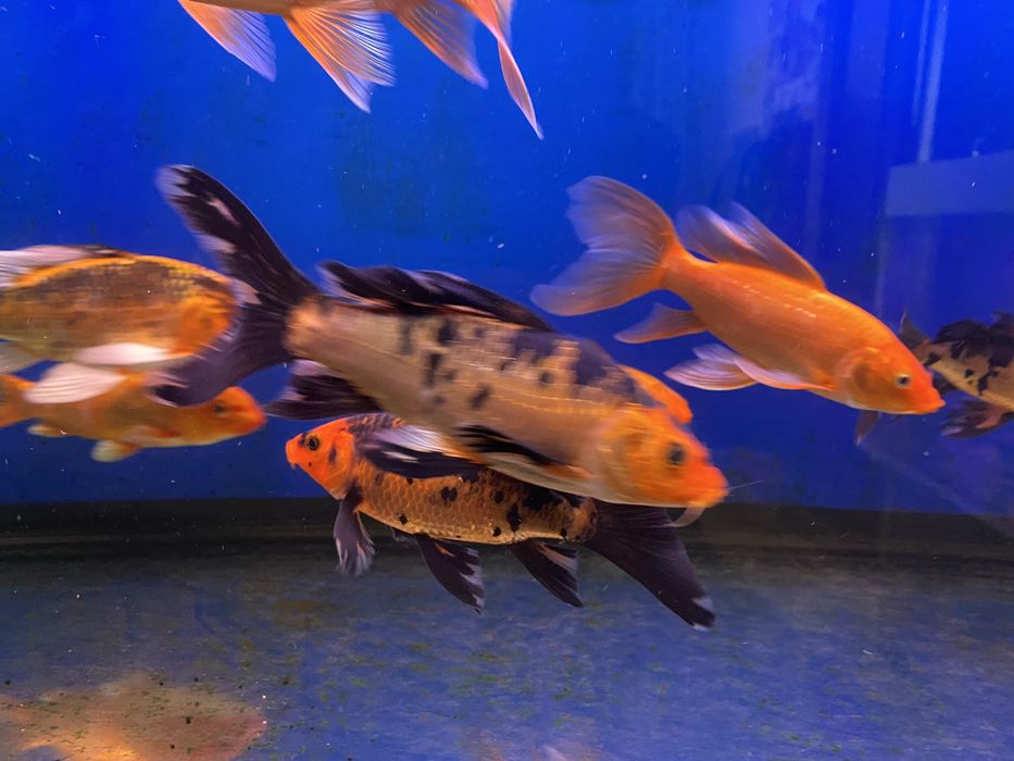 Продаю вуалевых карпов кои