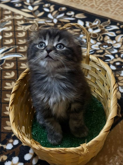 Продаю котят две девочки