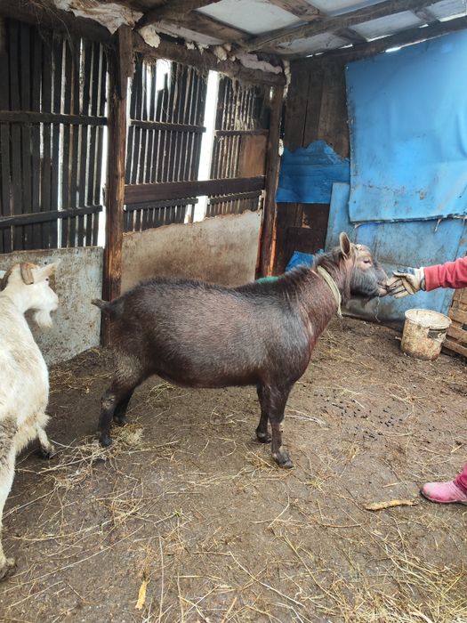 Țap Murciano Granadina