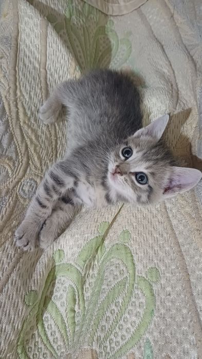 Котенок девочка 1,5 мес