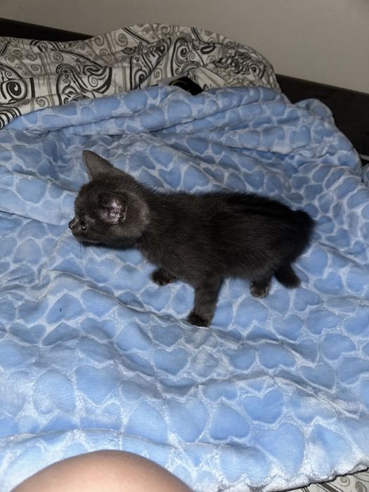Отдам в добрые руки, котенка