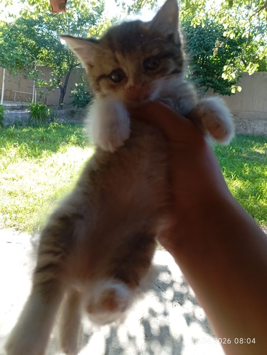Котята два отдаём бесплатно