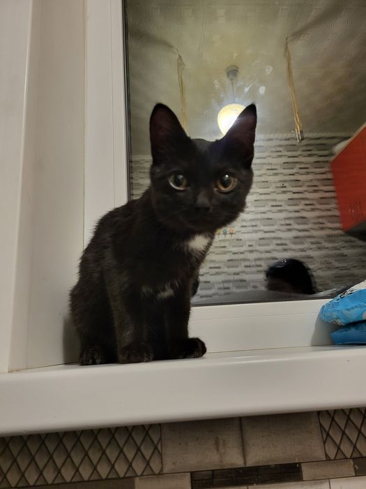 Отдаём черного котенка