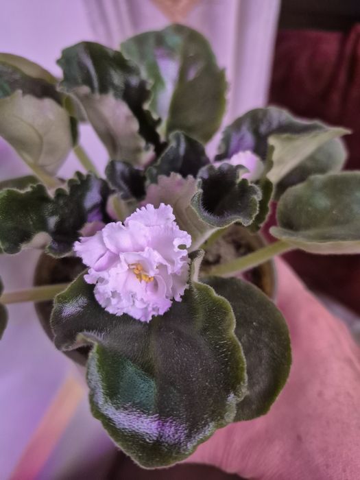 Продам цветущие фиалки