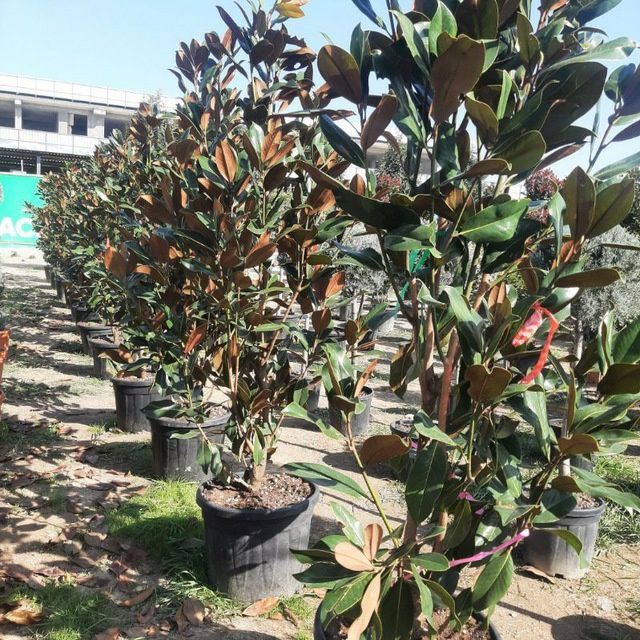 Archa gular Dekarativni