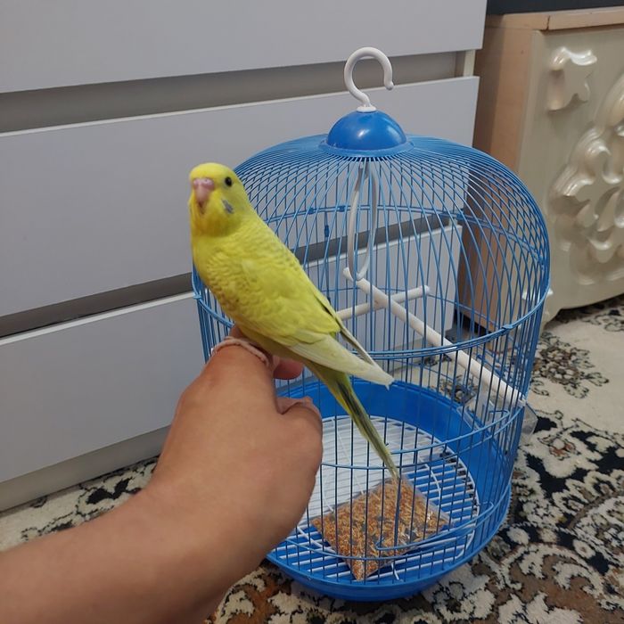 Попугайчики на выбор птицы