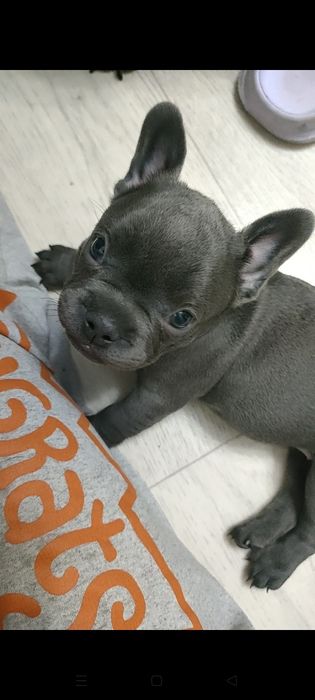 Французский бульдог