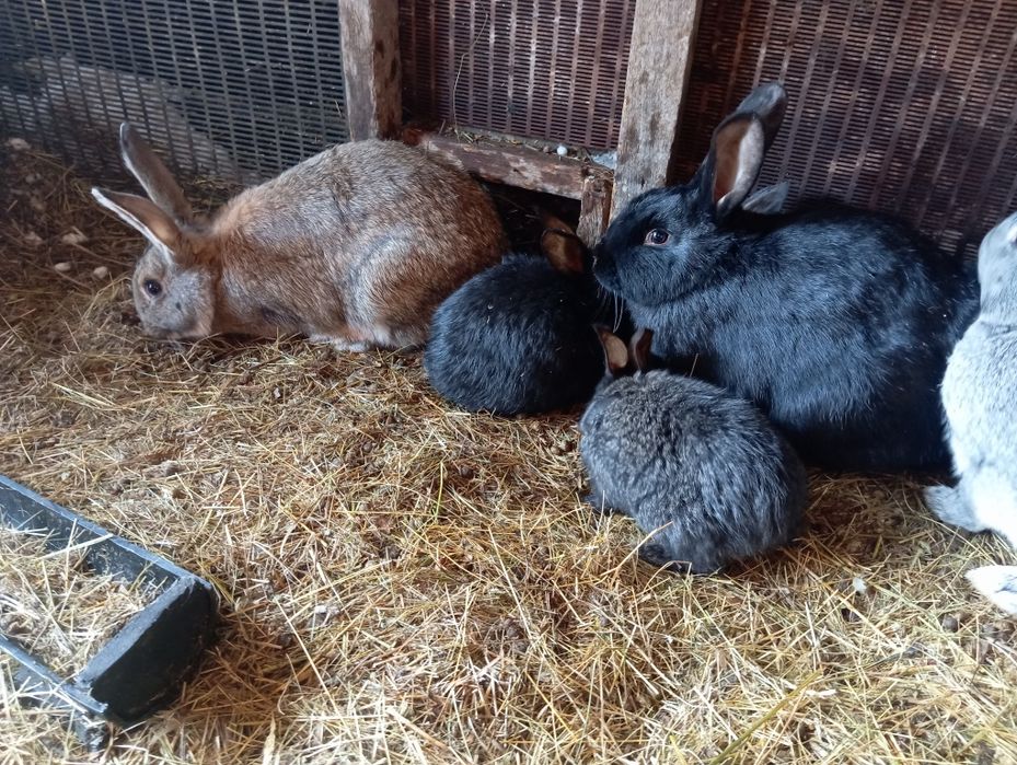 Продам кроликов разных возрастов