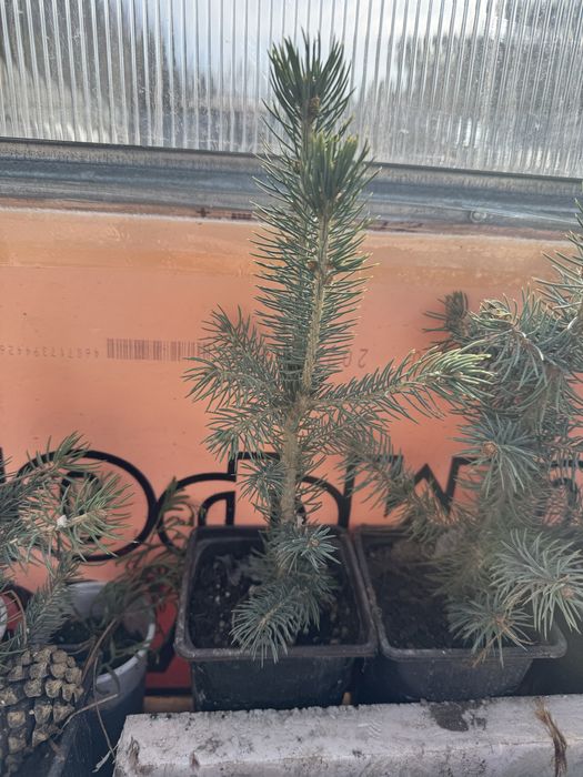 Продам ели голубые