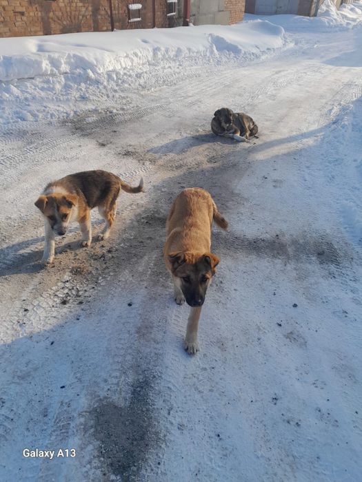 Щенка срочно нужен дом