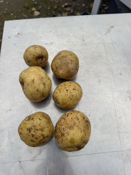 Cartofi albi big bag cal 45+  (animale)