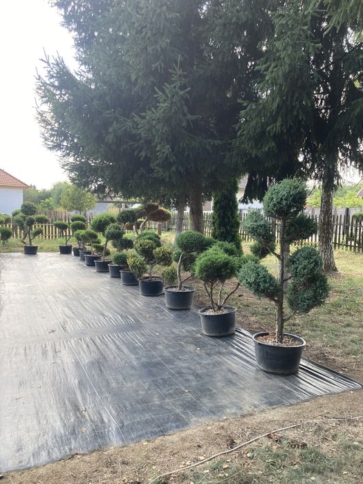 Tuia de vanzare Hunedoara