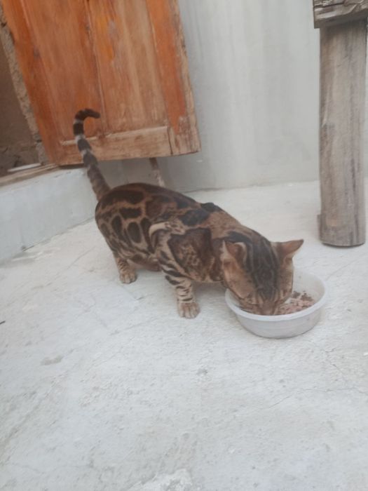 Erkak mushuk zotor begalski qoplonga o'xshidi