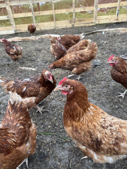 Домашние курицы продам