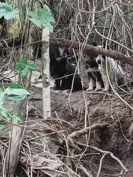 Щенки бездомные в хорошие руки