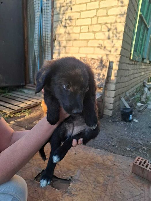 Щеночки срочно ищут дом