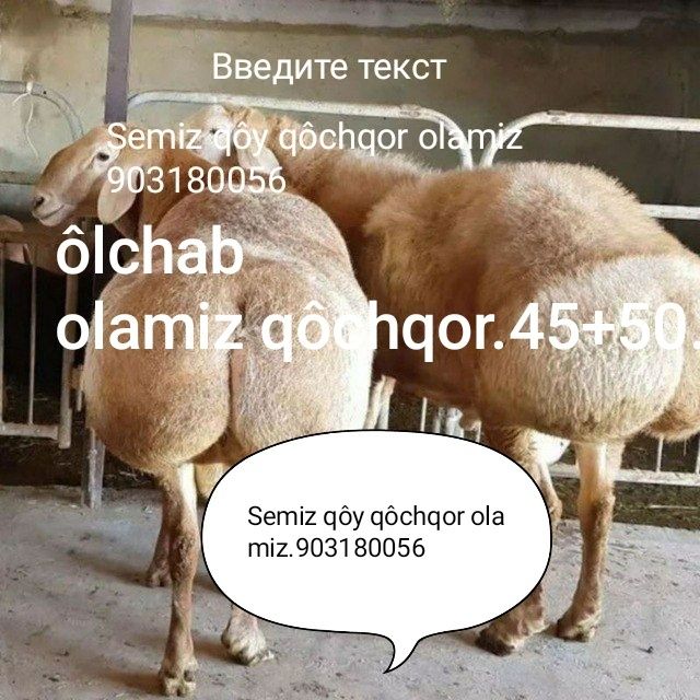 Quchqor quy olamiz