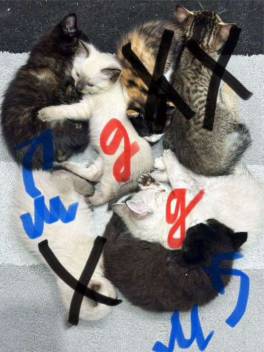 Отдам котят в добрые руки
