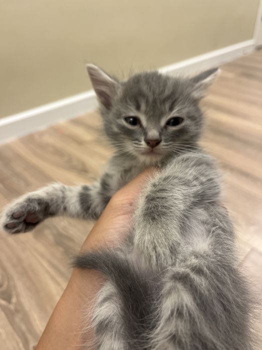 Котята разные цвета