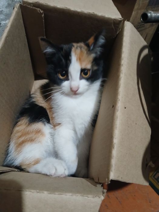 Продам кошку британку