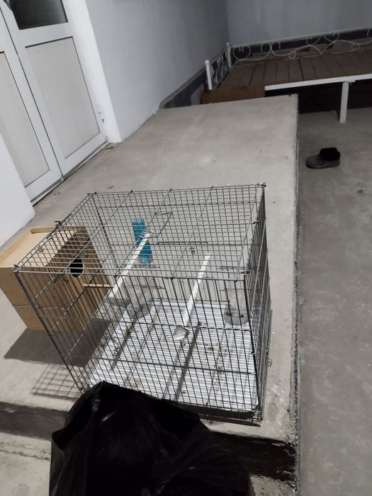 toʻti qush savati uyichasi bilna