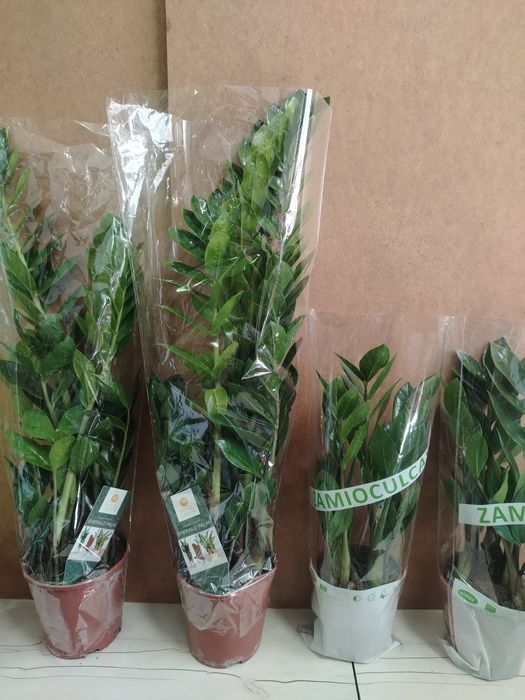 Долларовое дерево Замиакулькас