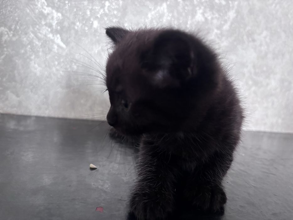Отдам черных котят