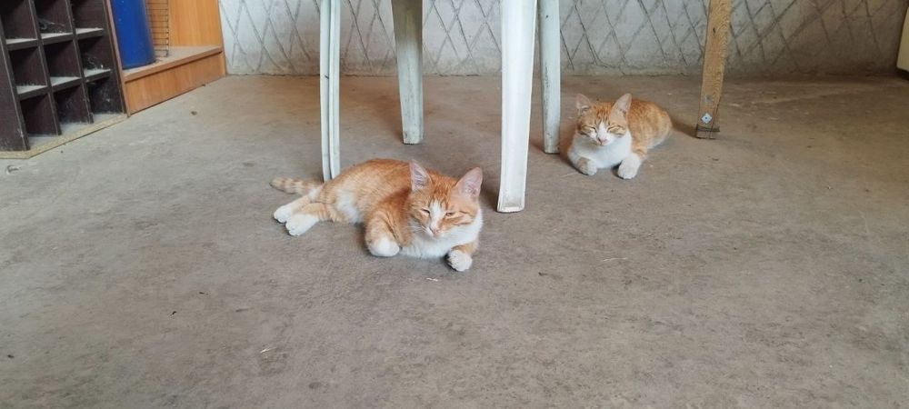 Отдам в хорошие руки