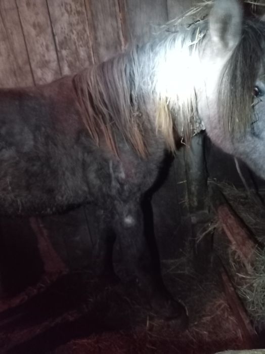 Продам лошадей с откорма