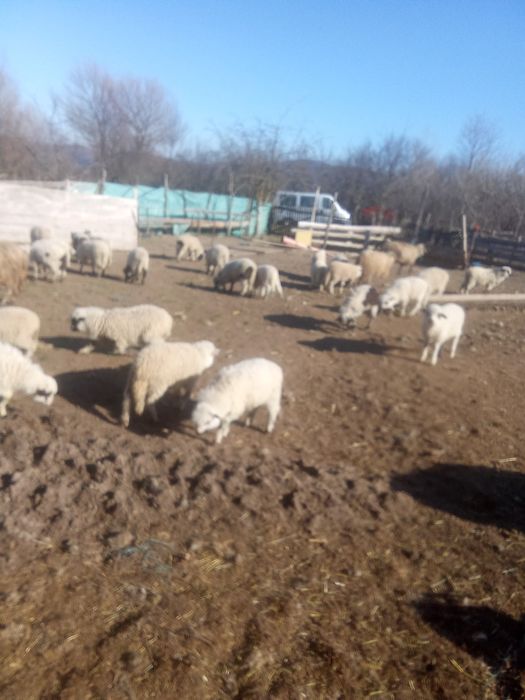 Vând 300 de oi cu miei