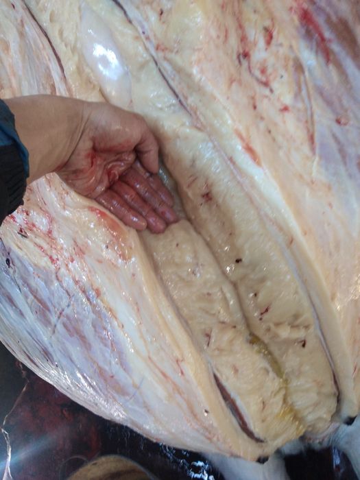 Продам жирных лошадей