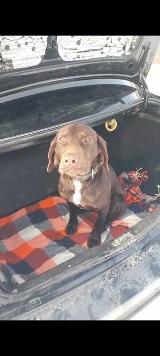 Курцхар сатылады