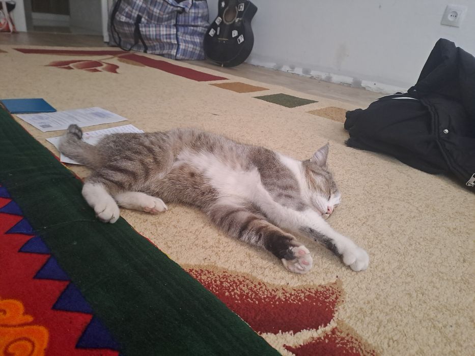 кошку в добрые руки