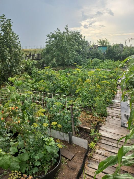 Продам дачу общество "Союз"