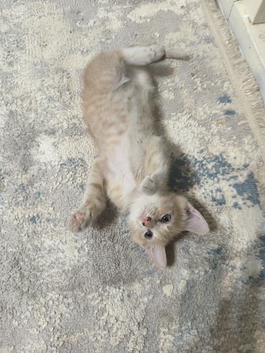 Отдам котенка в хорошие руки
