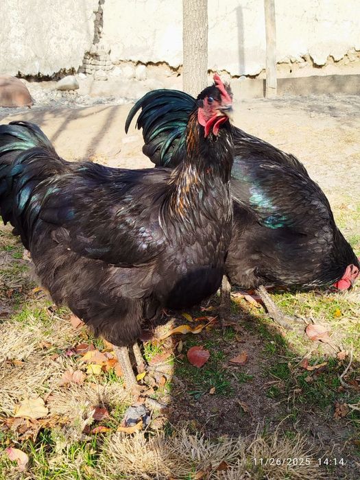 Хўрозлар сотилади.жерс