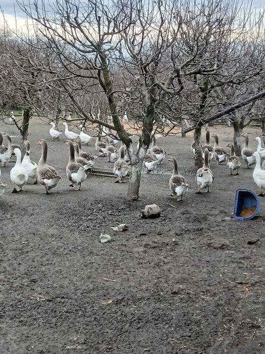 Vand Gaste crescute Natural