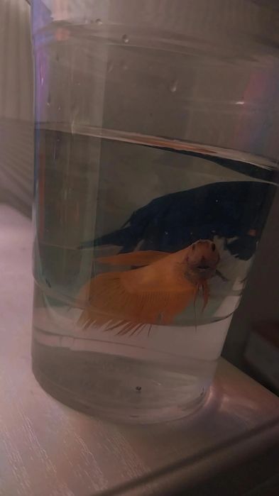 Питушки рыба сатылады betta fish