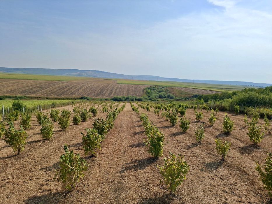 Plantație de zmeură, mure și aluni
