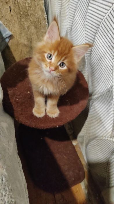 Котята Мейн куны