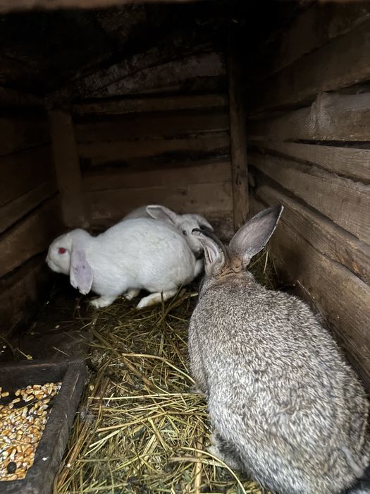 De vanzare sau schimb