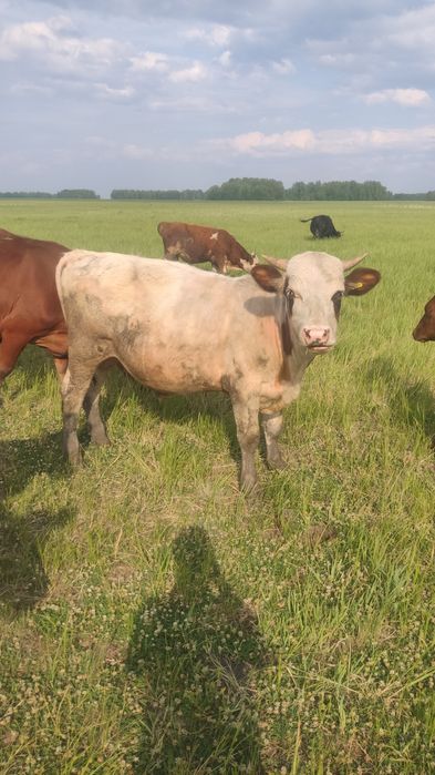 Продам телок 95 000