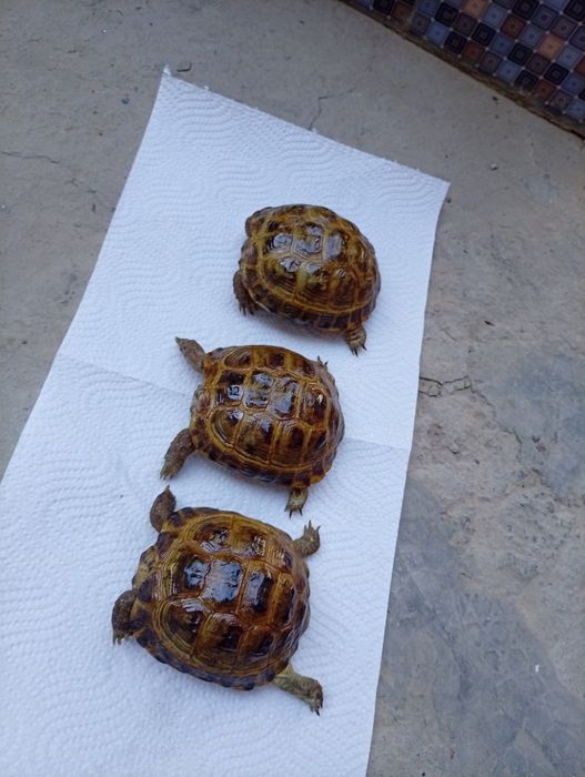 Toshbaqa sotiladi!(Продается черепашки!)