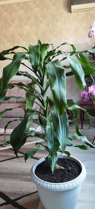 Дроцена широколистная