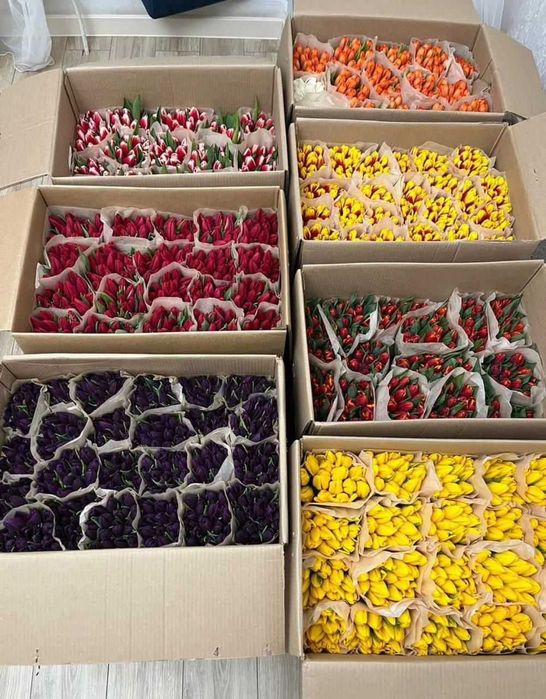 Тюльпаны Оптом Крупные Казахстан